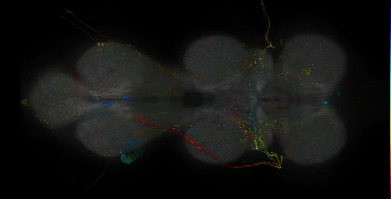 JRC_R20B07-GAL4_MCFO_VNC_20190115_62_H1_40x