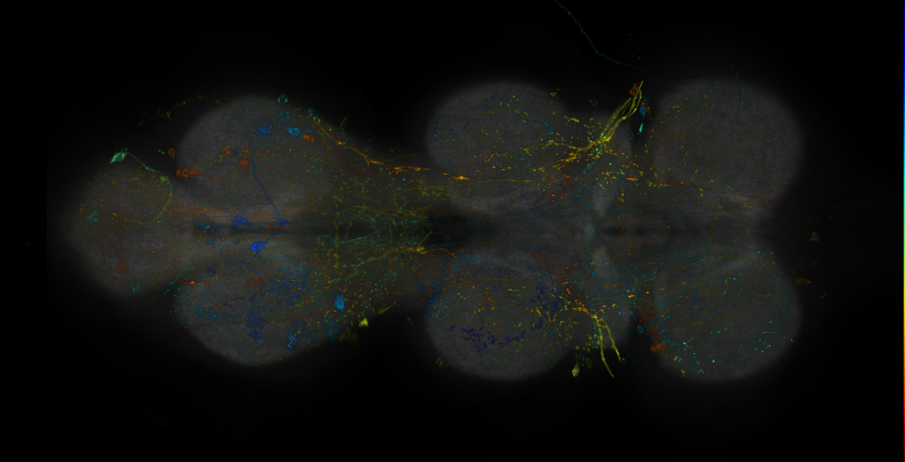JRC_R20B07-GAL4_MCFO_VNC_20190115_62_H3_40x