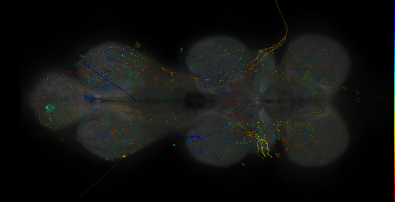 JRC_R20B07-GAL4_MCFO_VNC_20190115_62_H6_40x