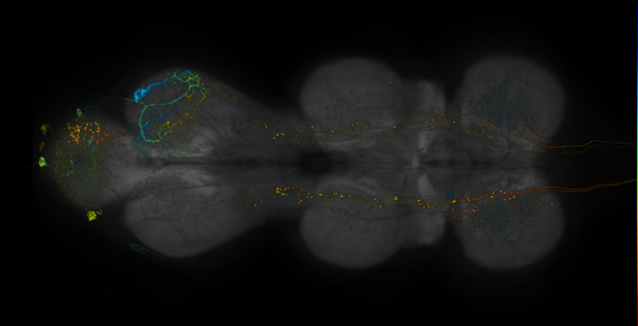 JRC_R19H09-GAL4_MCFO_VNC_20190115_65_I6_40x