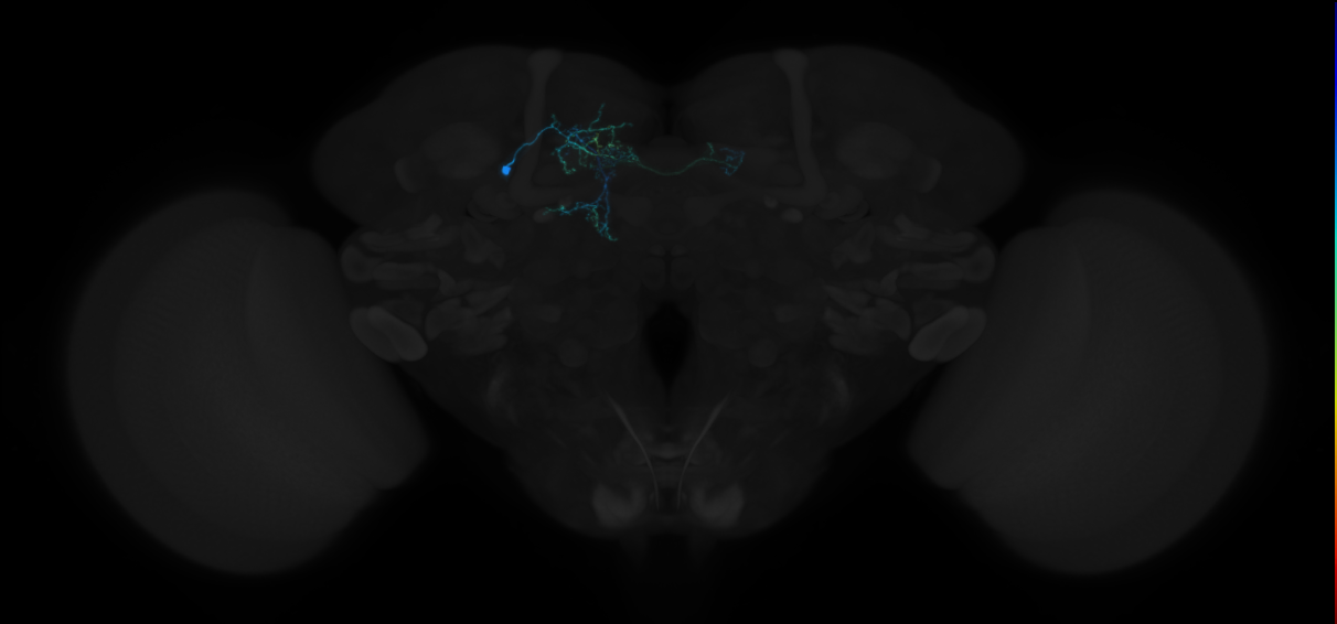 dopaminergic PAM neuron 8