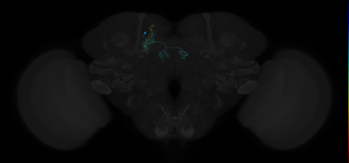 adult dopaminergic mushroom body input neuron