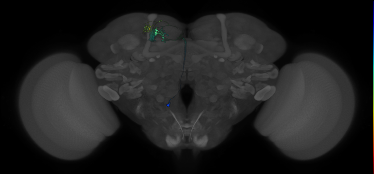 FLAa2_P08(MB)_0_2018U