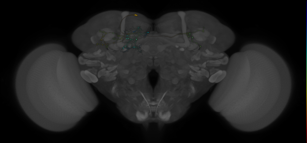 SMPp&v1 lineage neuron