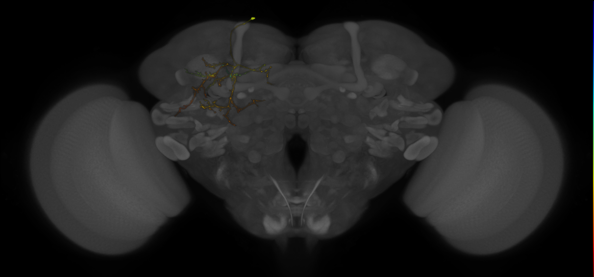 SMPp&v1 lineage neuron