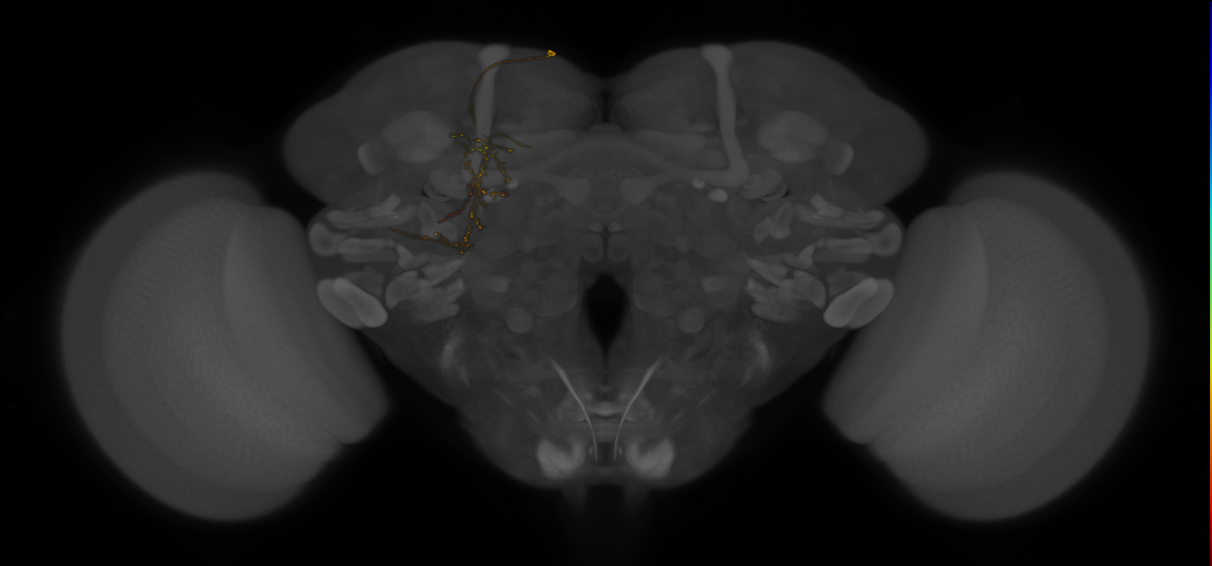 SMPp&v1 lineage neuron