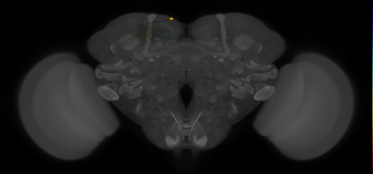 SMPp&v1 lineage neuron