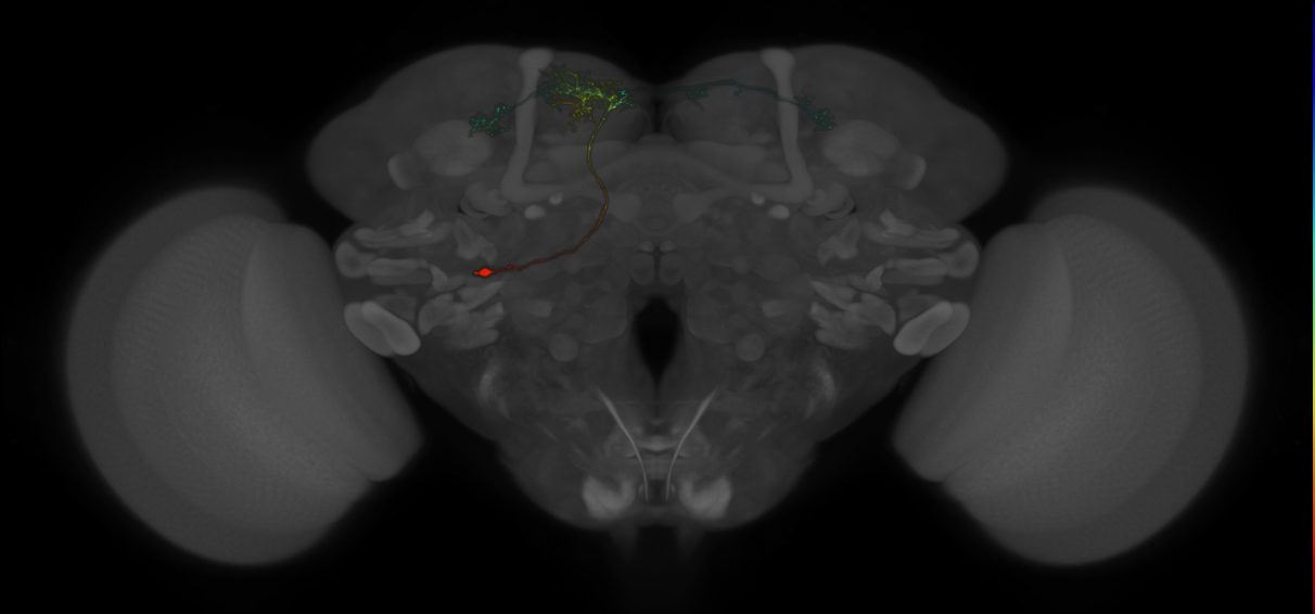 SMPp&v1 lineage neuron