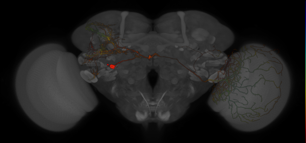 SMPp&v1 lineage neuron