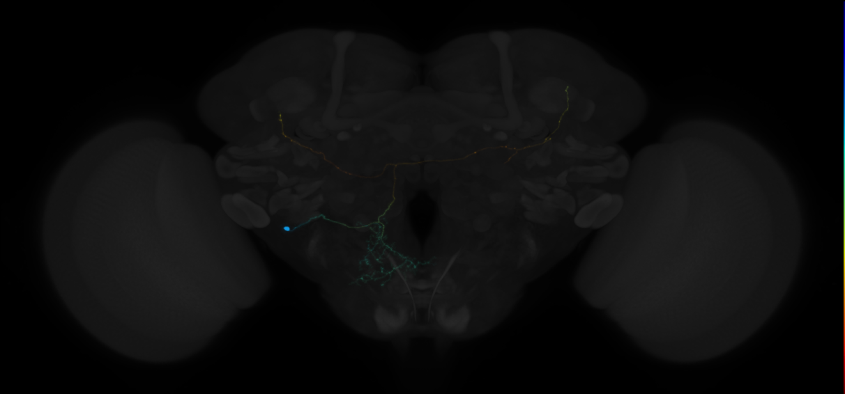 adult BAmv2 lineage neuron