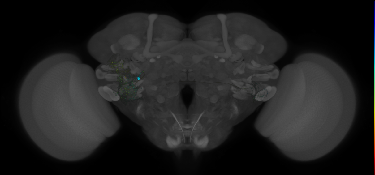 VLPa2_H01(VLP)_0_2018U