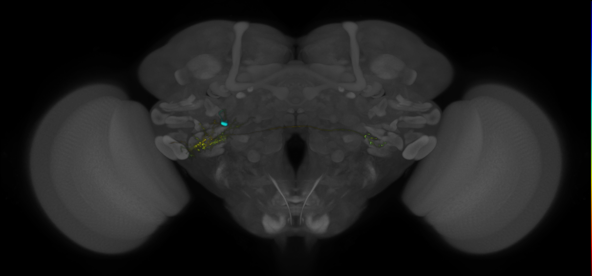VLPa2_H03(VLP)_0_2018U