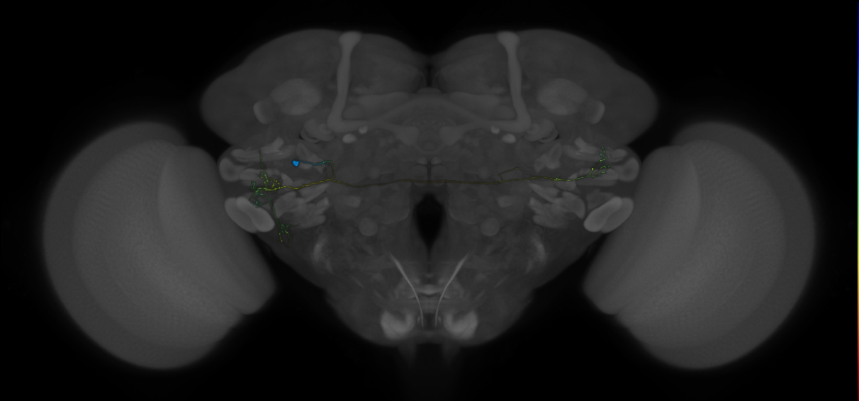 VLPa2_H05(VLP)_0_2018U