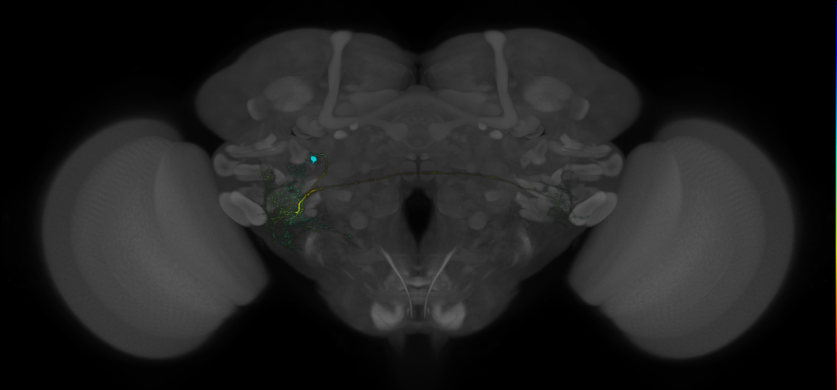 VLPa2_H09(VLP)_0_2018U