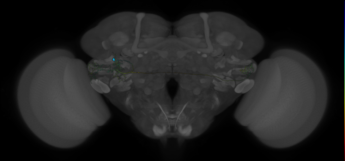 VLPa2_H17(VLP)_0_2018U