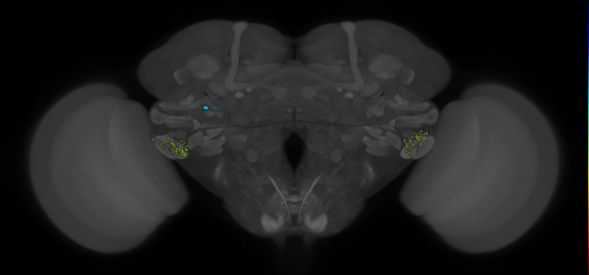 VLPa2_H19(VLP)_0_2018U