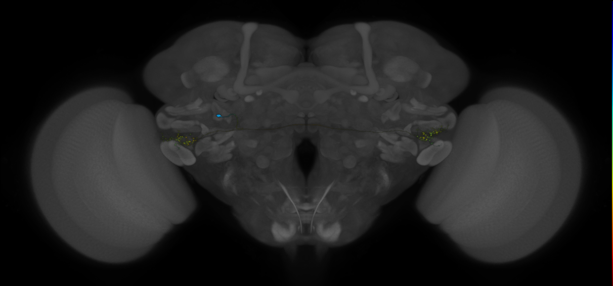 VLPa2_H20(VLP)_0_2018U