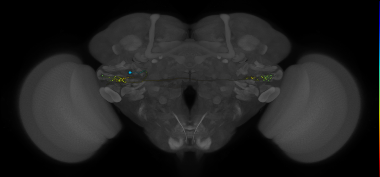VLPa2_H25(VLP)_0_2018U