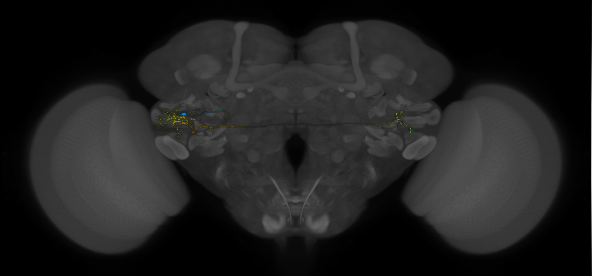 VLPa2_H28(VLP)_0_2018U