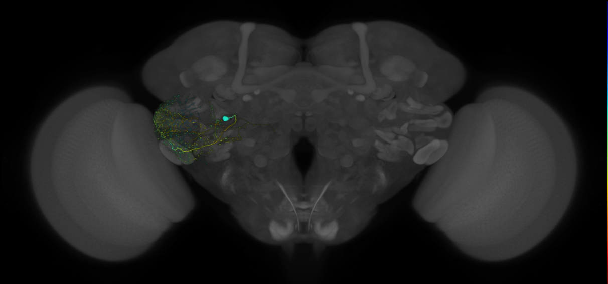 VLPa2_P01(VLP)_0_2018U