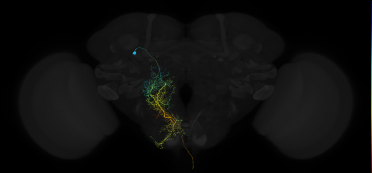 central brain neurons by lineage, Lee2020