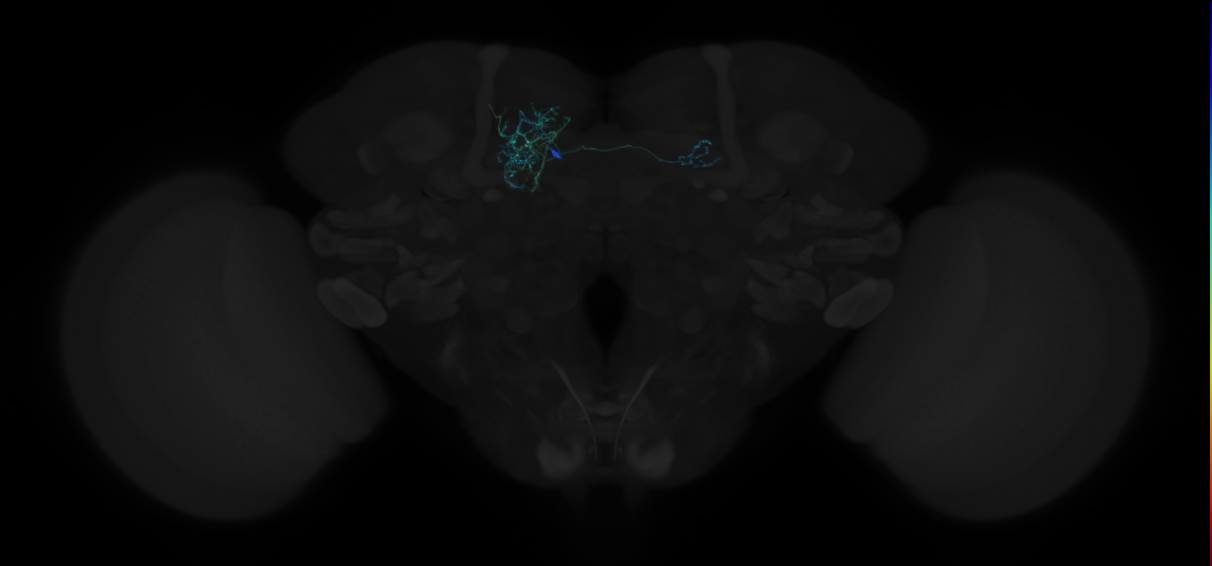 dopaminergic PAM neuron 13