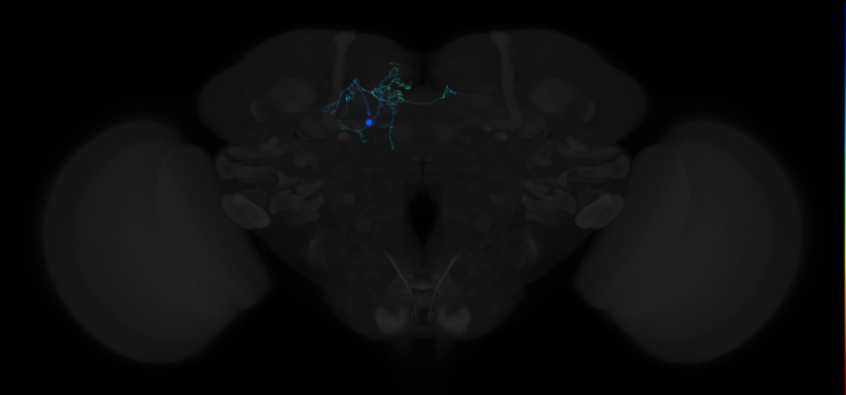 adult dopaminergic mushroom body input neuron