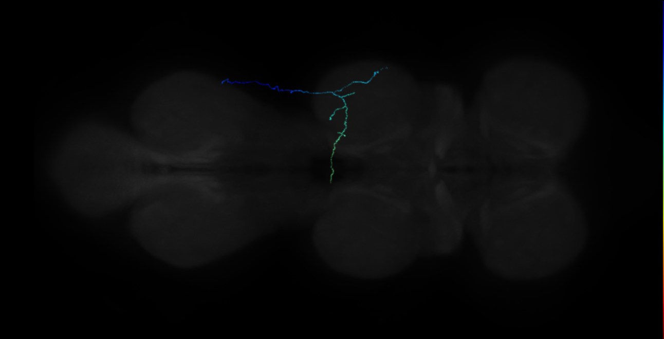neuron 18554 (FANC:493133)