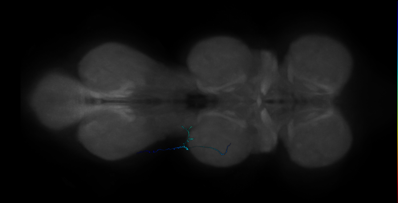 neuron 42036 (FANC:498457)