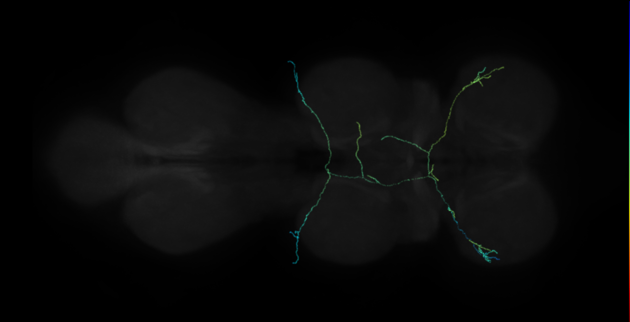 neuron 26821 (FANC:510815)