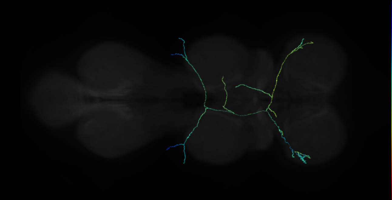 neuron 20918 (FANC:512068)