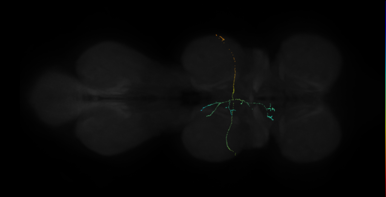 peripherally synapsing interneuron_left (FANC:512894)