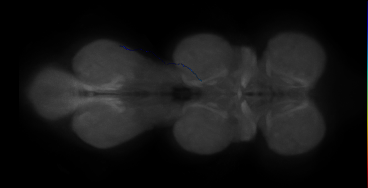 neuron 70293 (FANC:513006)