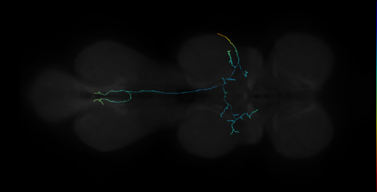 neuron 15048 (FANC:513142)