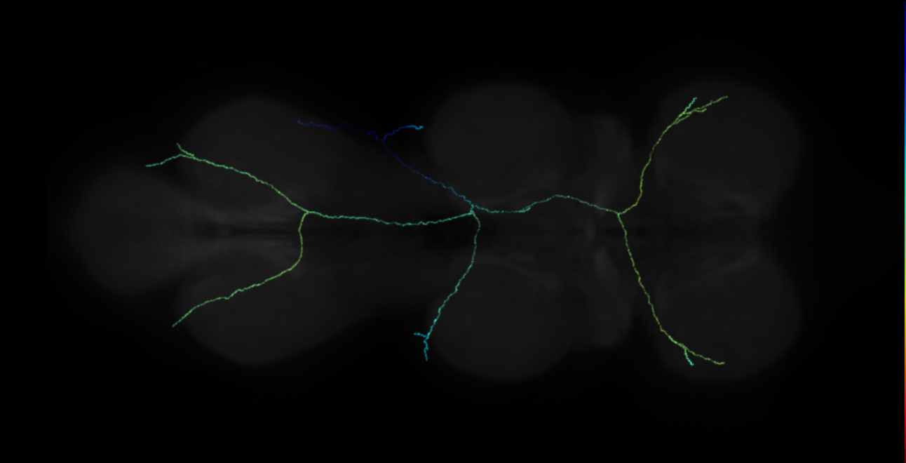neuron 47841 (FANC:513330)