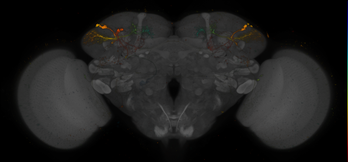 JRC_LH990_Brain_2020__1
