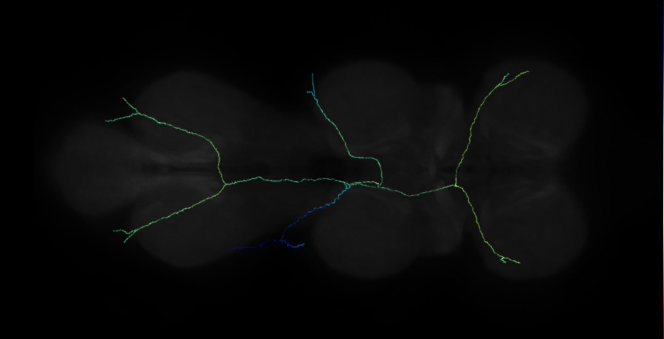 neuron 53002 (FANC:517632)