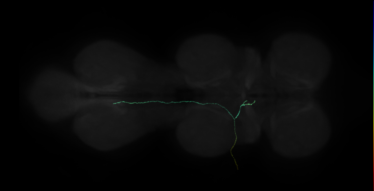 neuron 42911 (FANC:517926)