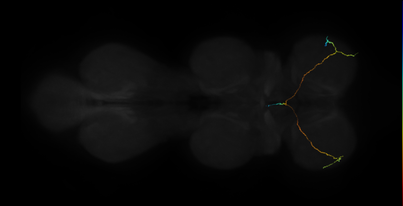 neuron 9477 - flipped (FANC:519596)