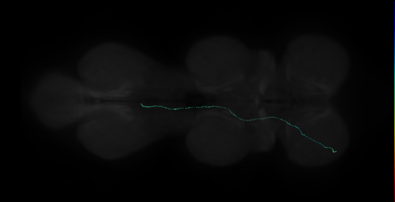 neuron 10259 (FANC:547981)