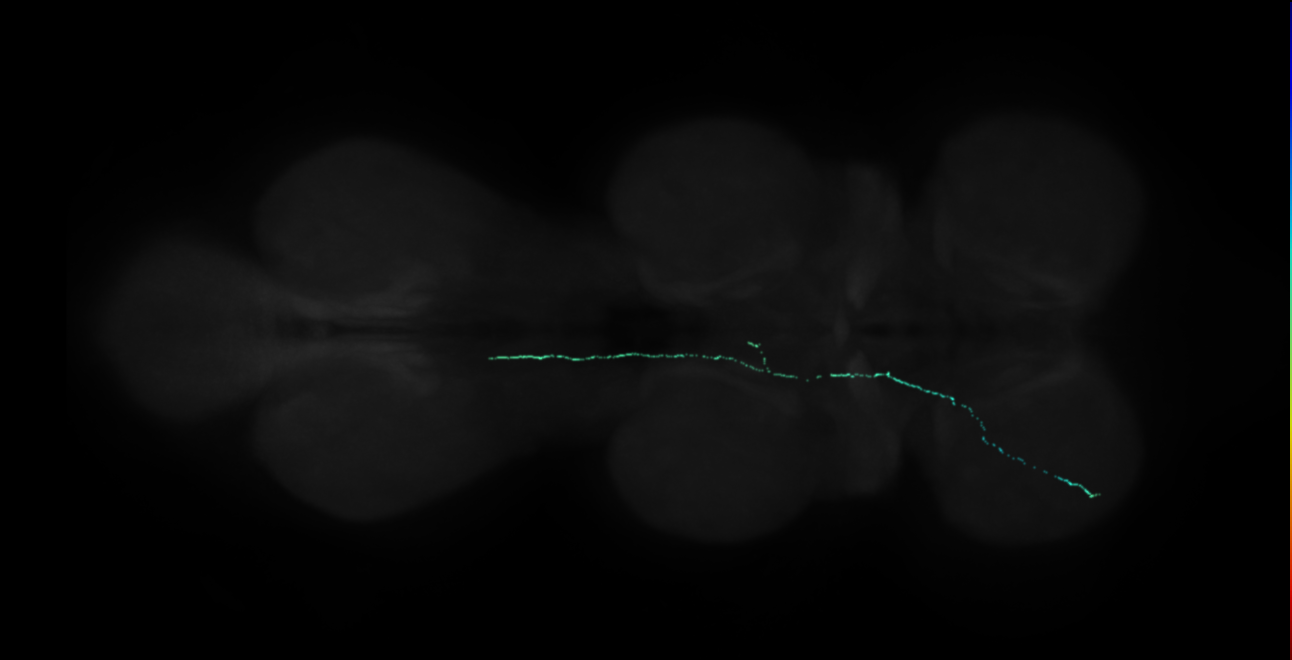 neuron 10228 (FANC:547994)