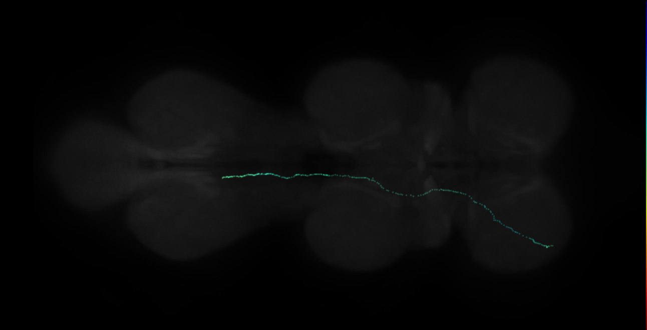 neuron 10233 (FANC:548007)