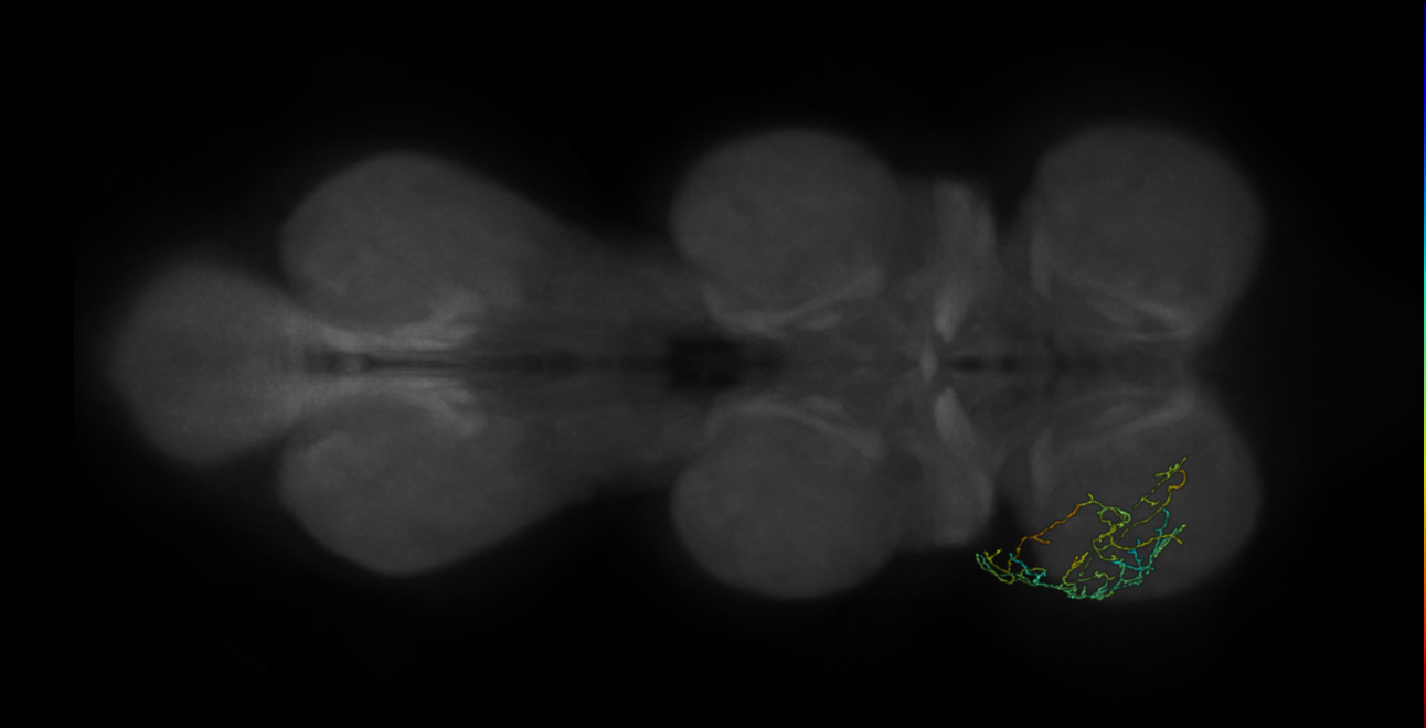 neuron 12257 - pruned by vol 109 (FANC:582146)