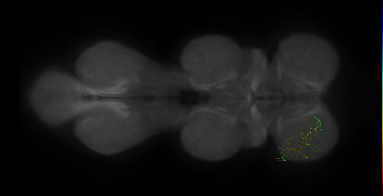 neuron 484 - pruned by vol 109 (FANC:582218)