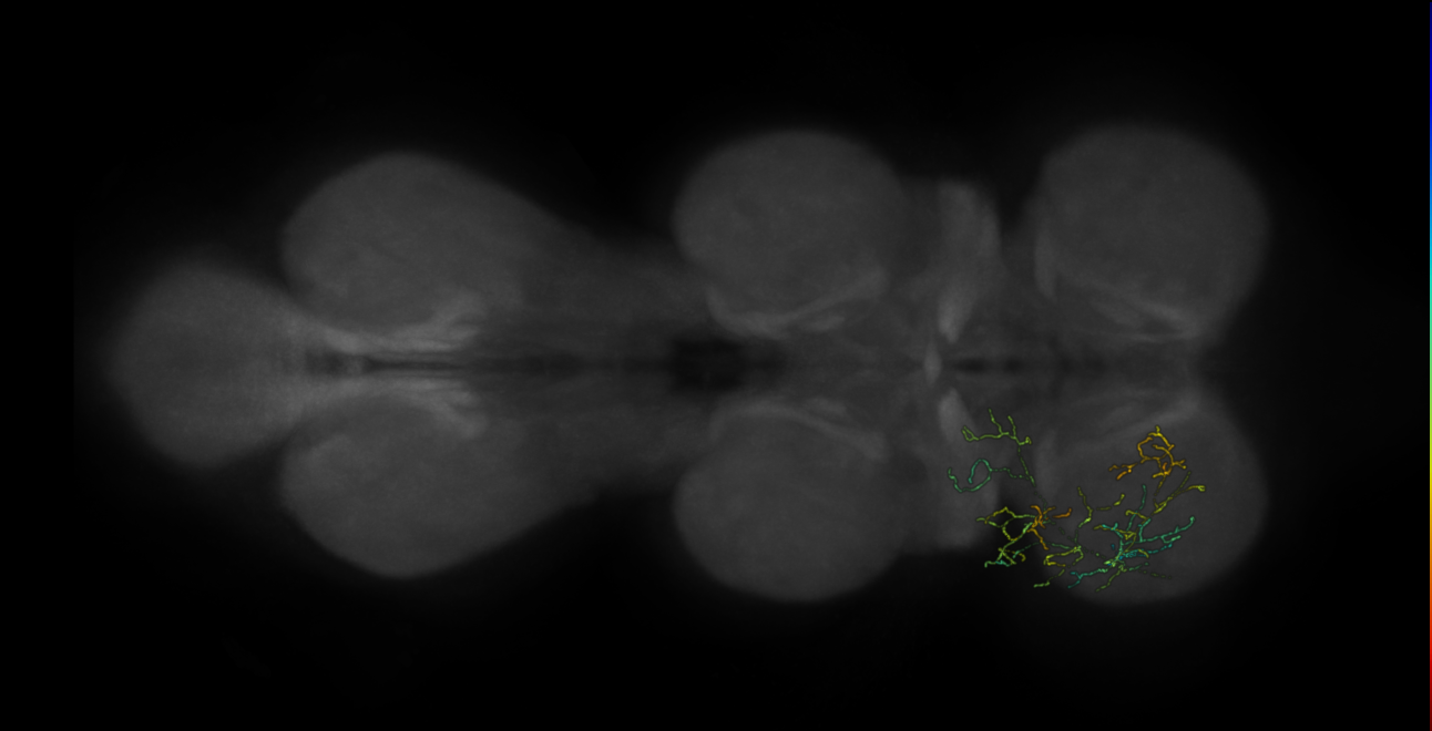 neuron 10372 - pruned by vol 109 (FANC:582275)