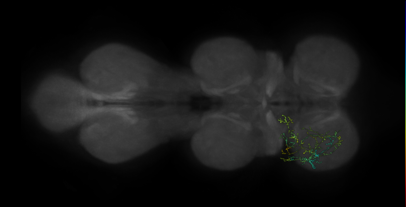 neuron 464 - pruned by vol 109 (FANC:582401)