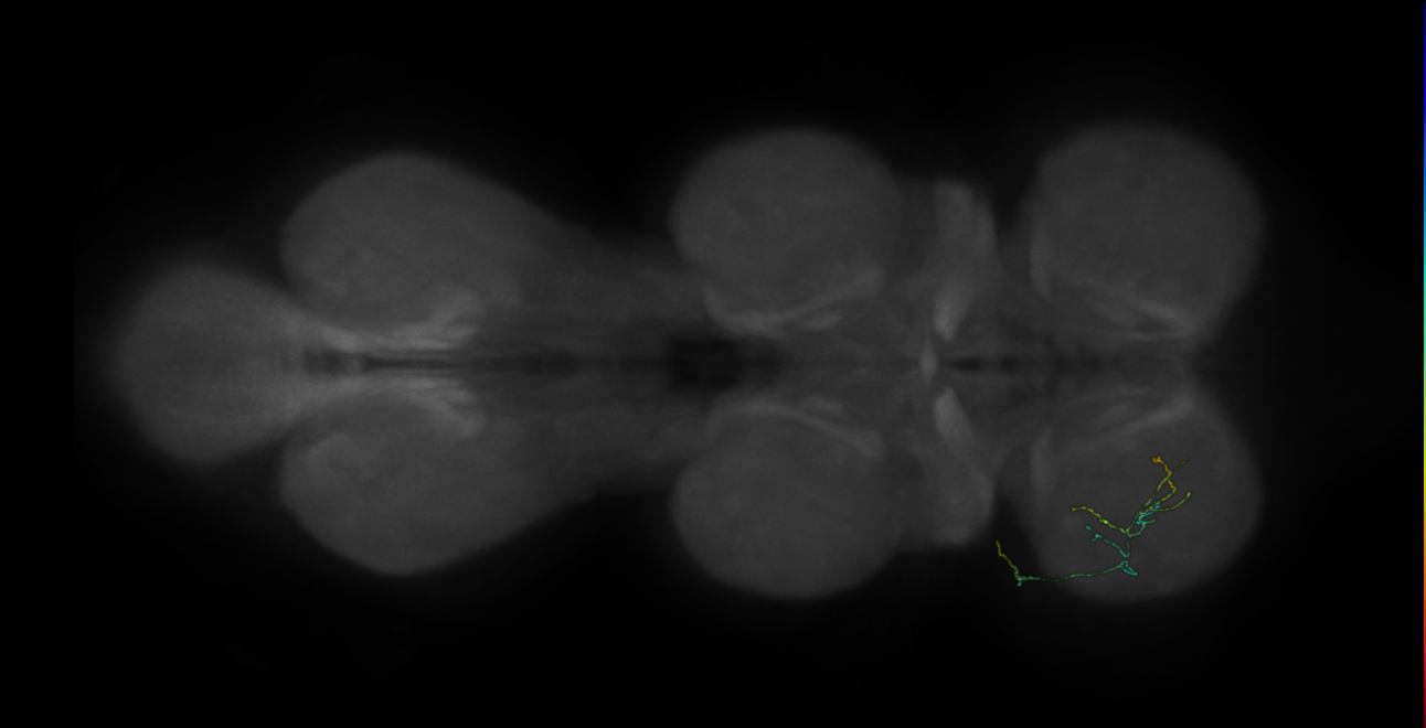 neuron 9191 - pruned by vol 109 (FANC:582657)