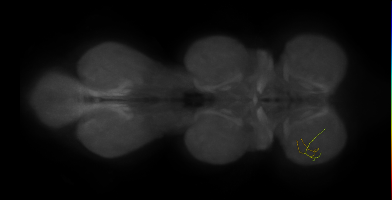 neuron 21338 - pruned by vol 109 (FANC:582675)