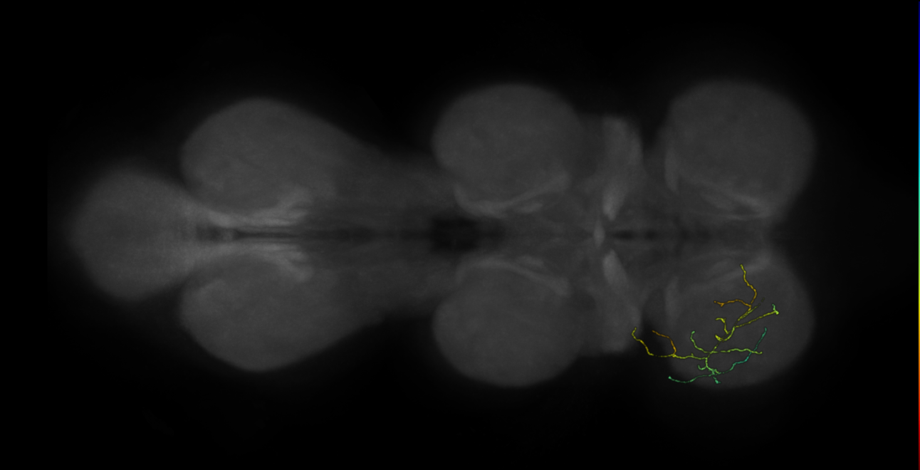 neuron 9025 - pruned by vol 109 (FANC:582750)