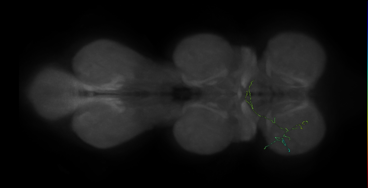 neuron 9552 - pruned by vol 109 (FANC:582791)